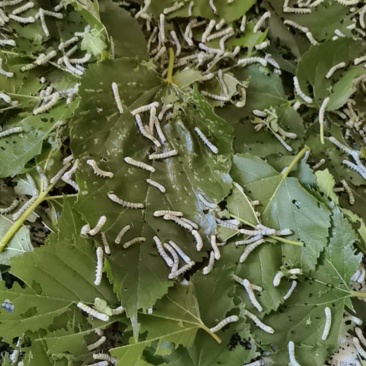蚕茧