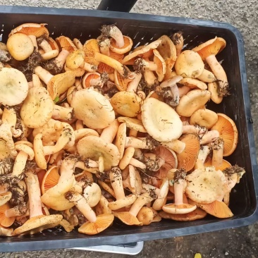 野生菌