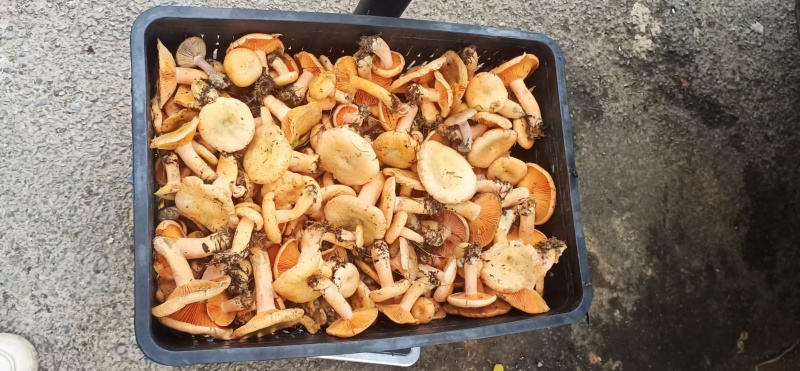 野生菌