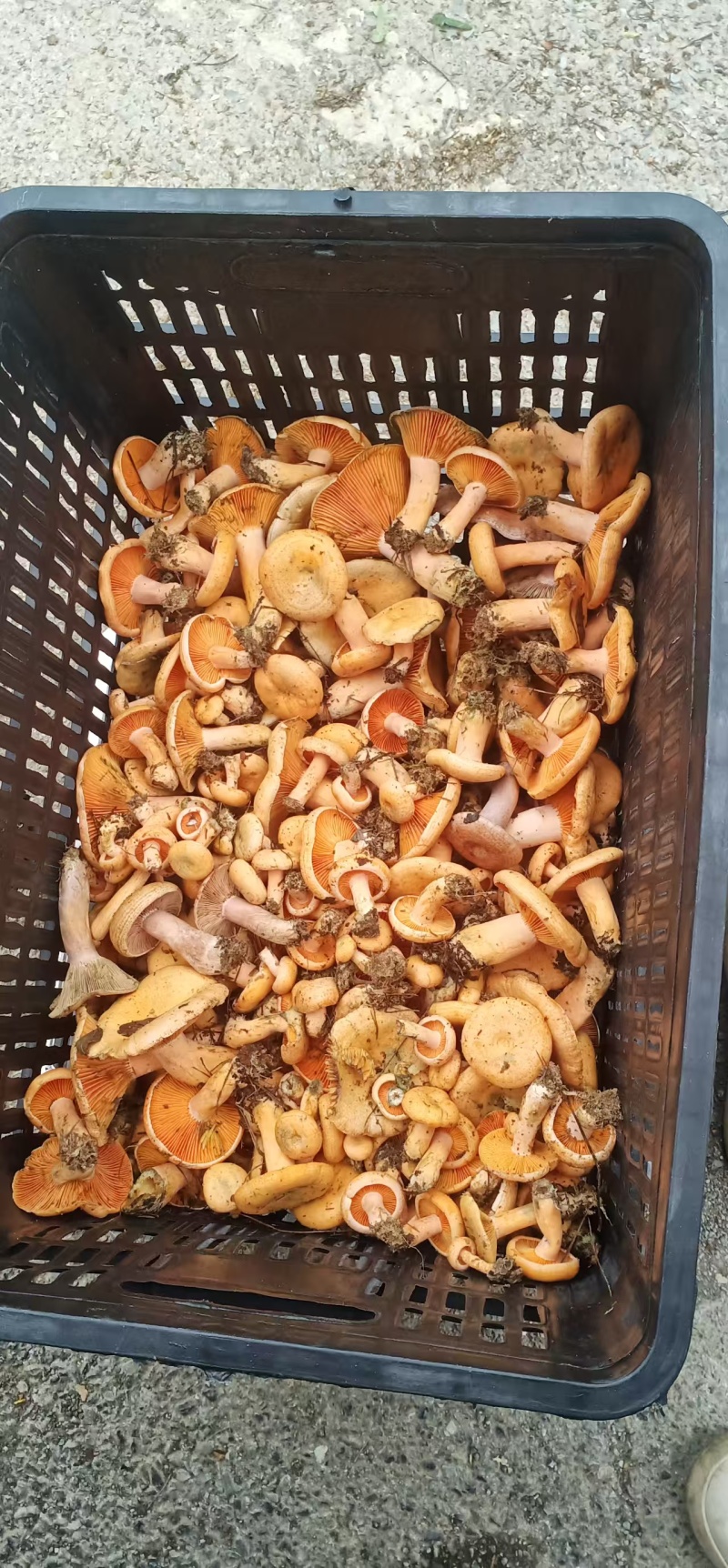野生菌