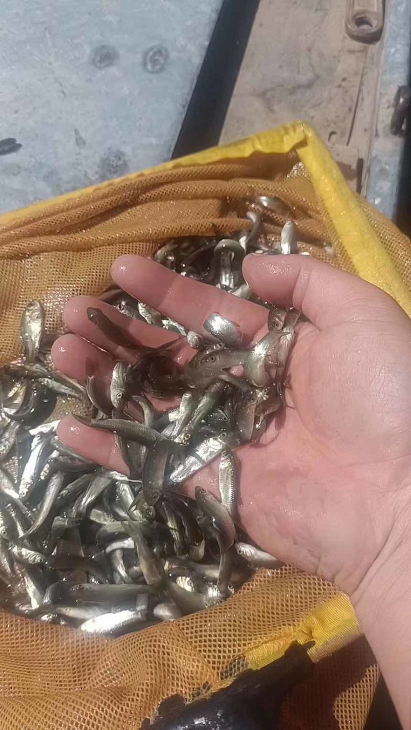 精品花鲢鱼苗大头鱼种苗净化水体养殖现货批发