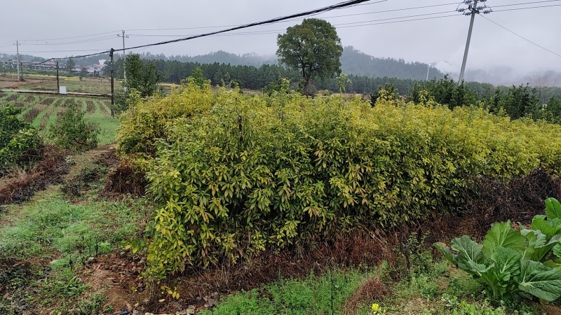 三年生枫香大苗