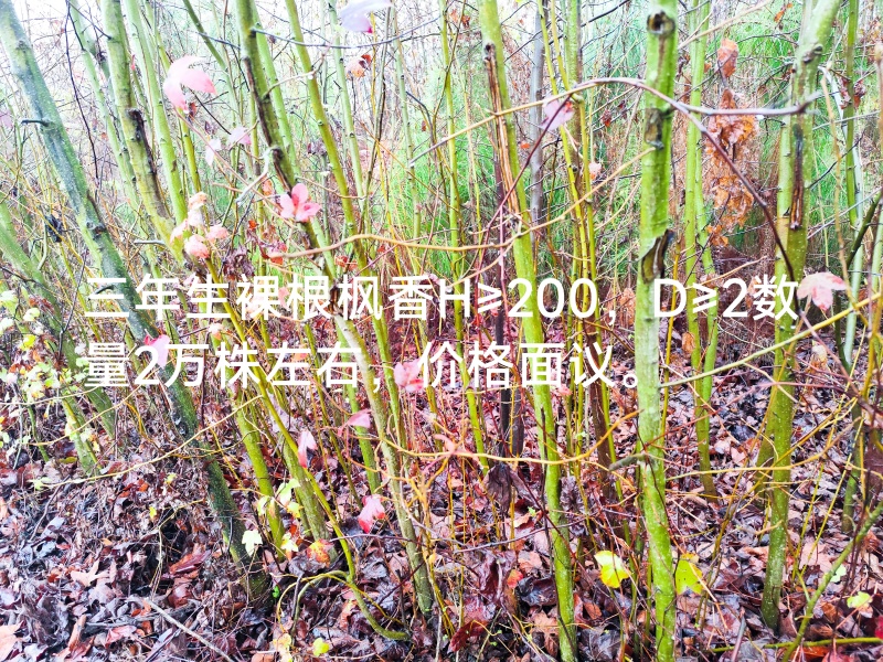 三年生枫香大苗