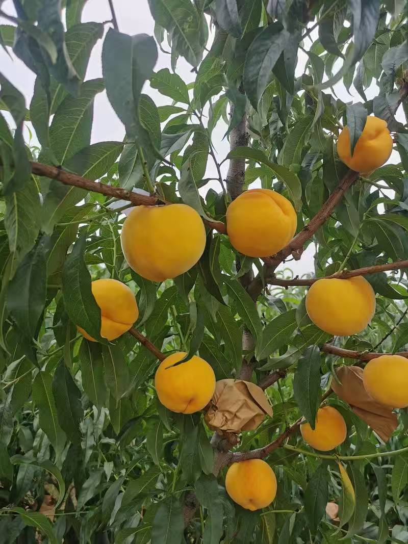 六安黄桃