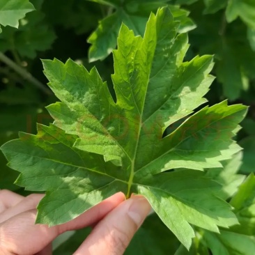 汤阴北艾