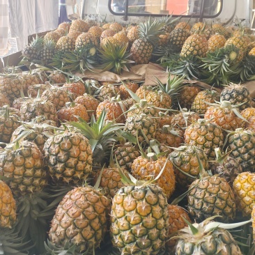 西双版纳凤梨