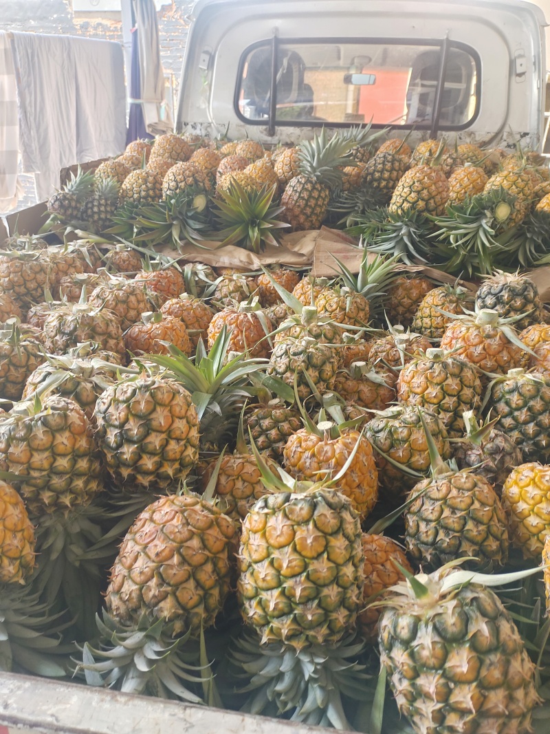 西双版纳凤梨