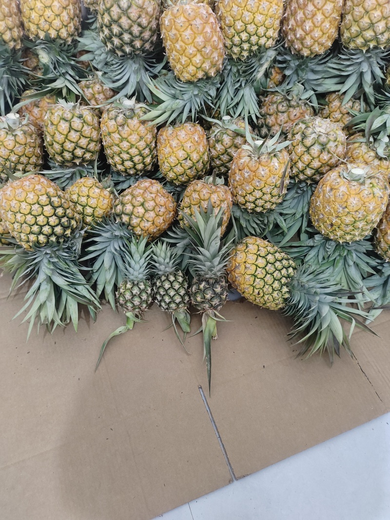 西双版纳凤梨