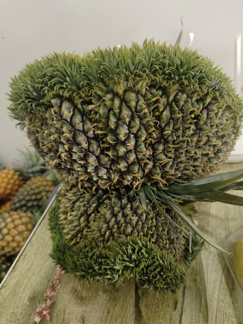 西双版纳凤梨