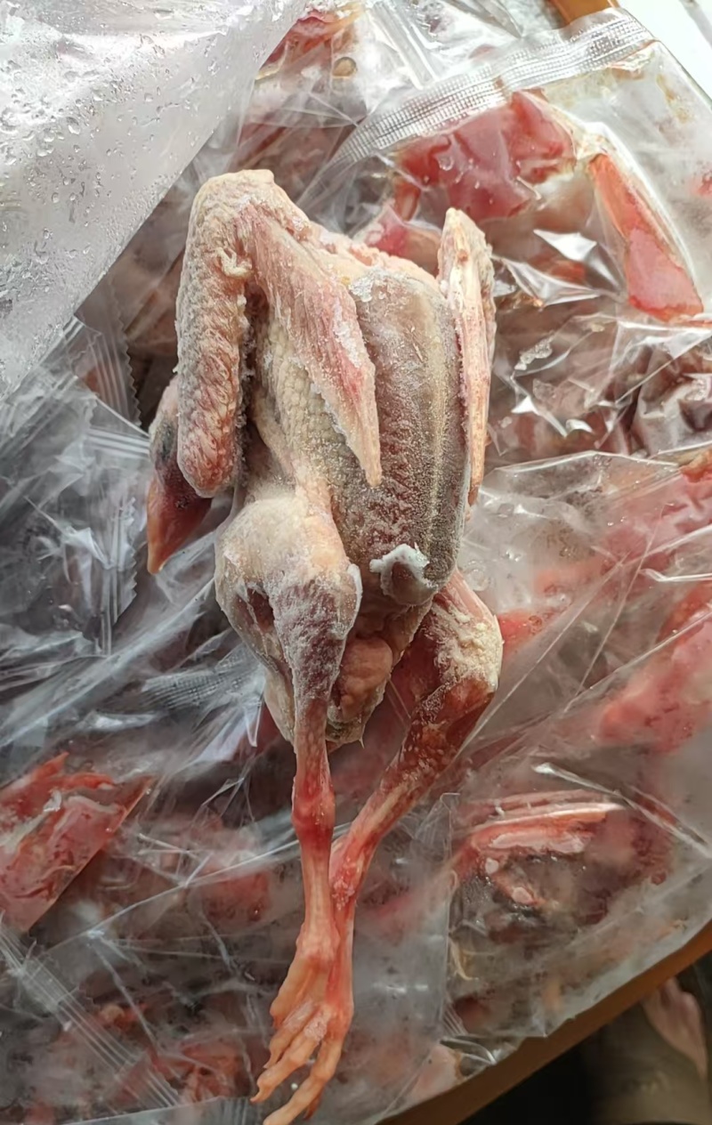 一级鸽子二级鸽子都有货
