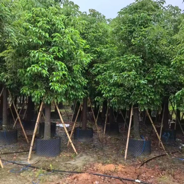 养樟香樟20--22，大小规格都有