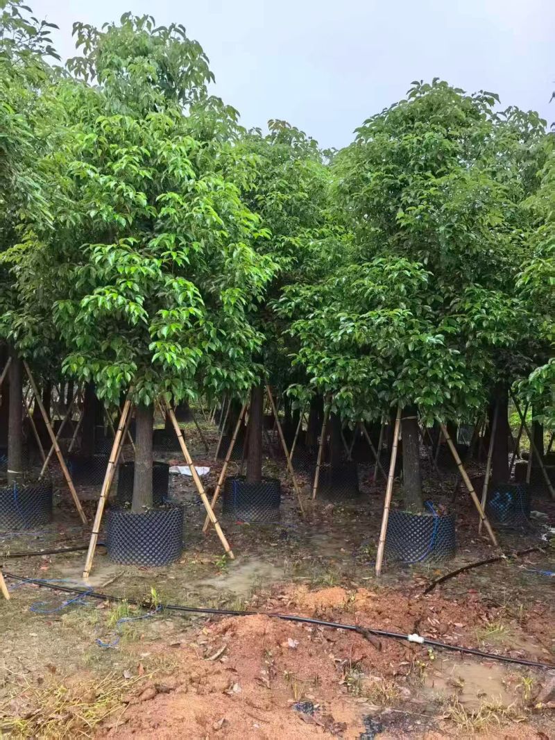 养樟香樟20--22，大小规格都有