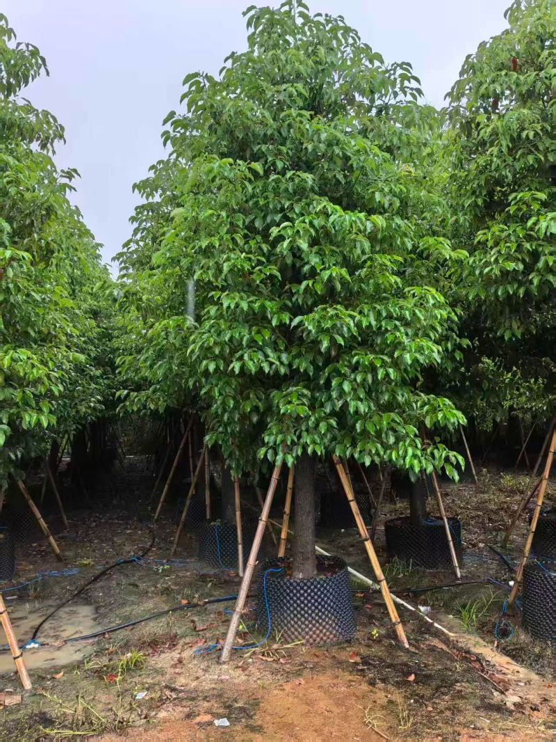 养樟香樟20--22，大小规格都有