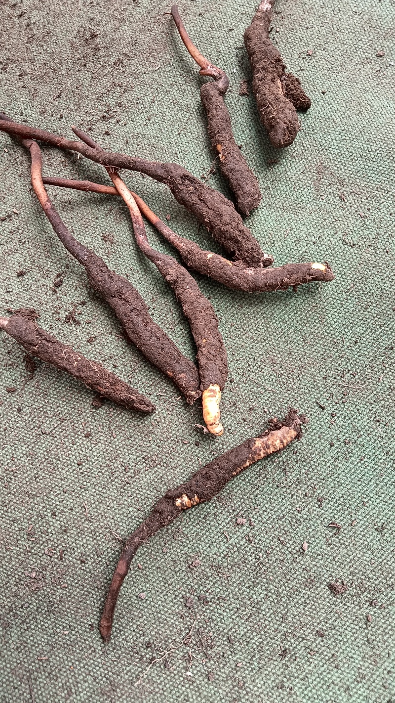 野生新鲜冬虫夏草