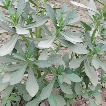 新疆养心菜
