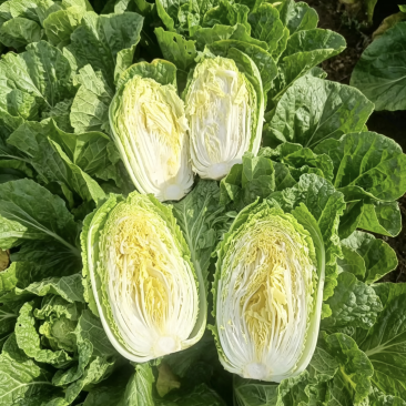 大白菜个人种植没有任何费用，量大从优