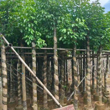 秋枫3-15分，一手货源，基地直销，各种规格，大量低价出售