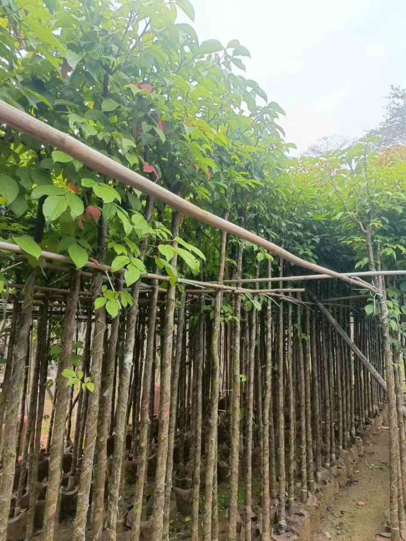 秋枫3-15分，一手货源，基地直销，各种规格，大量低价出售