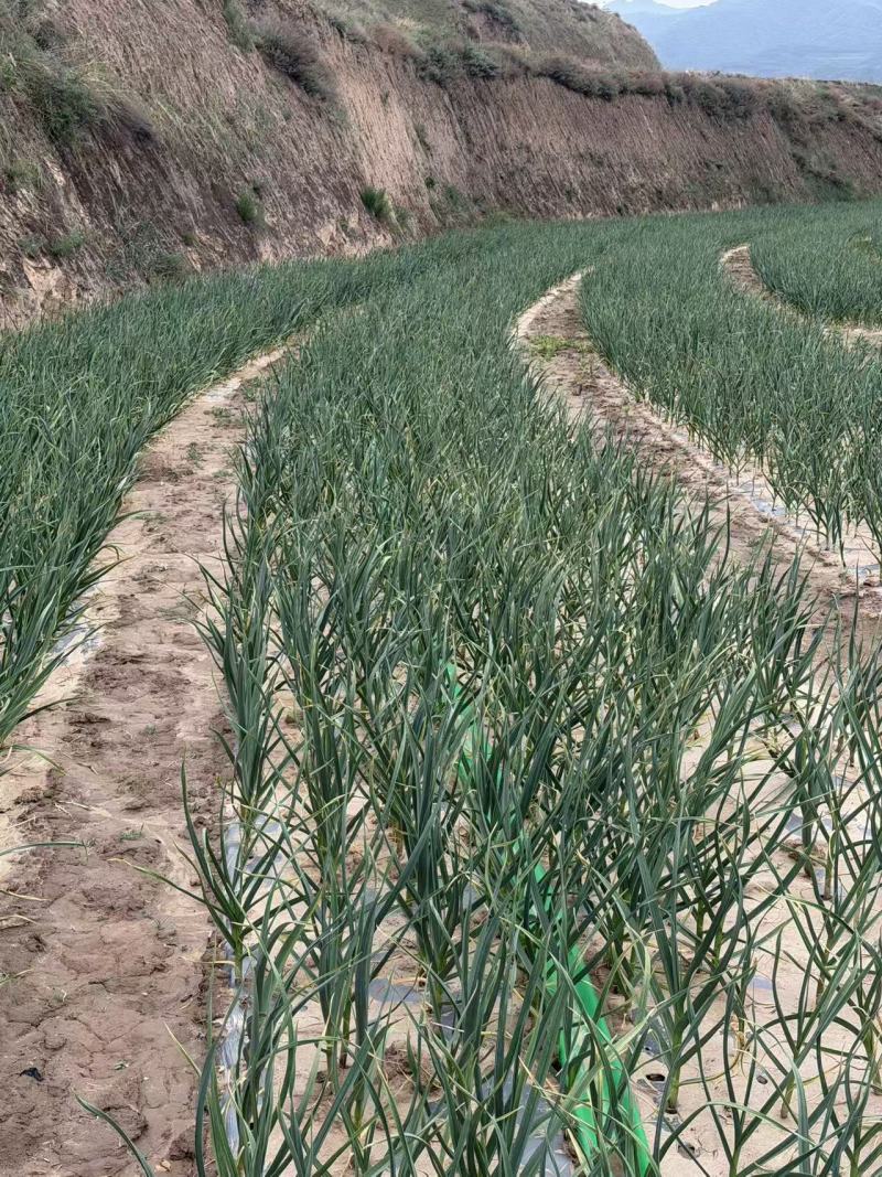 红根蒜苗