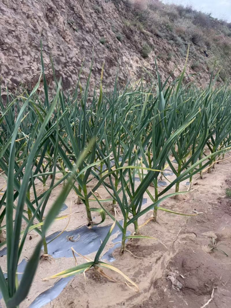 红根蒜苗