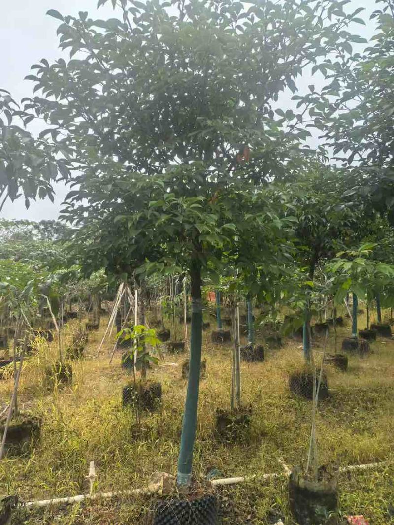 秋枫养冠7-20分，一手货源，基地直销，大量低价出售
