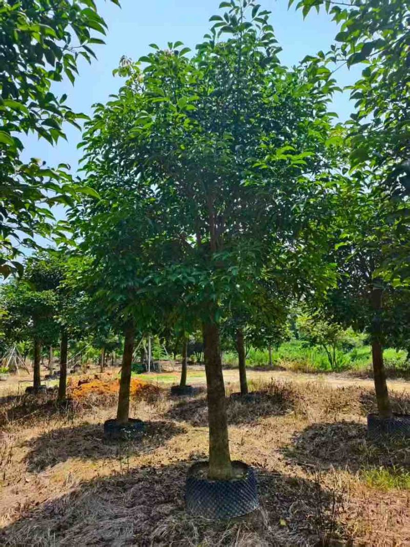 秋枫养冠7-20分，一手货源，基地直销，大量低价出售