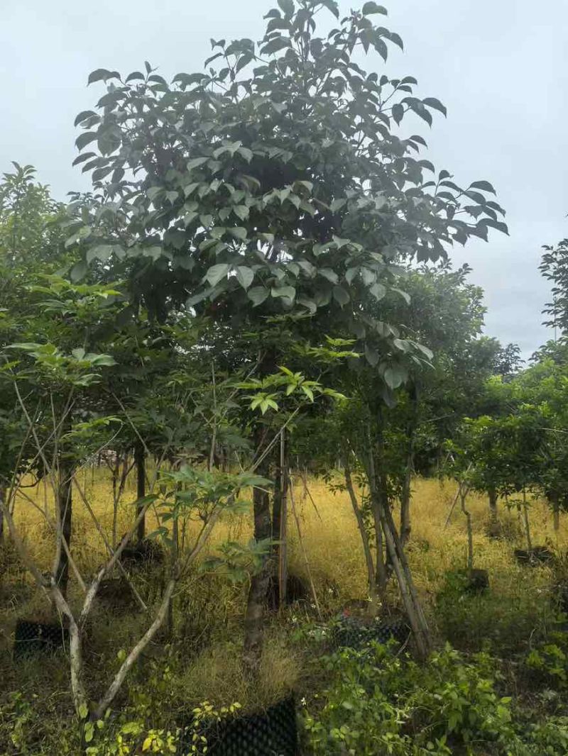 秋枫养冠7-20分，一手货源，基地直销，大量低价出售