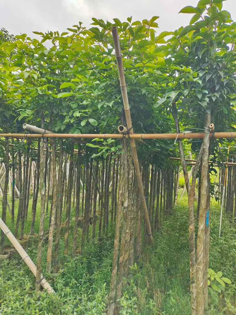 秋枫3-15分，一手货源，基地直销，各种规格，大量低价出售
