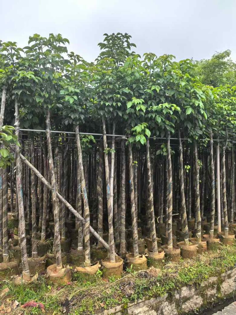 秋枫3-15分，一手货源，基地直销，各种规格，大量低价出售