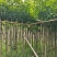 秋枫3-15分，各种规格，基地直销，大量低价出售