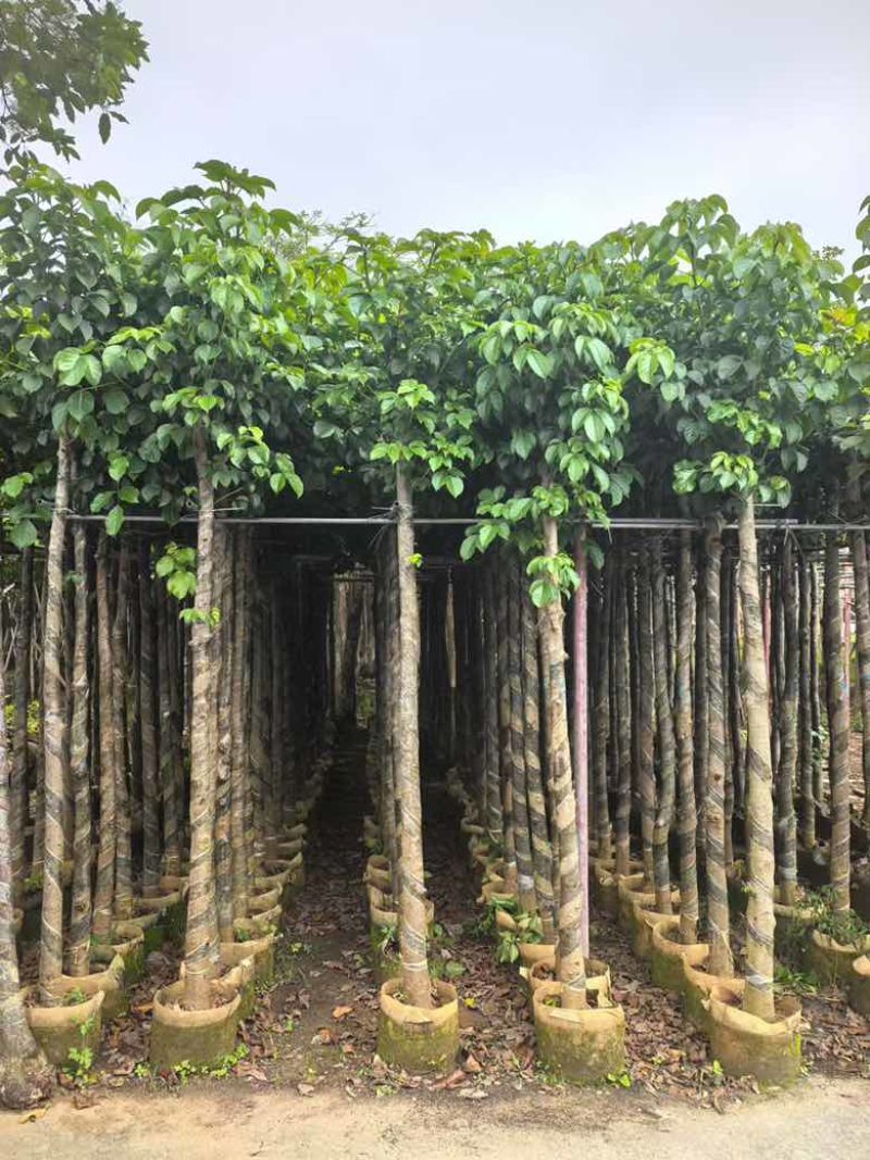 秋枫3-15分，各种规格，基地直销，大量低价出售