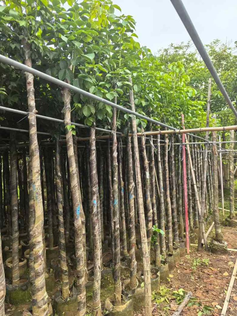 秋枫3-15分，各种规格，基地直销，大量低价出售