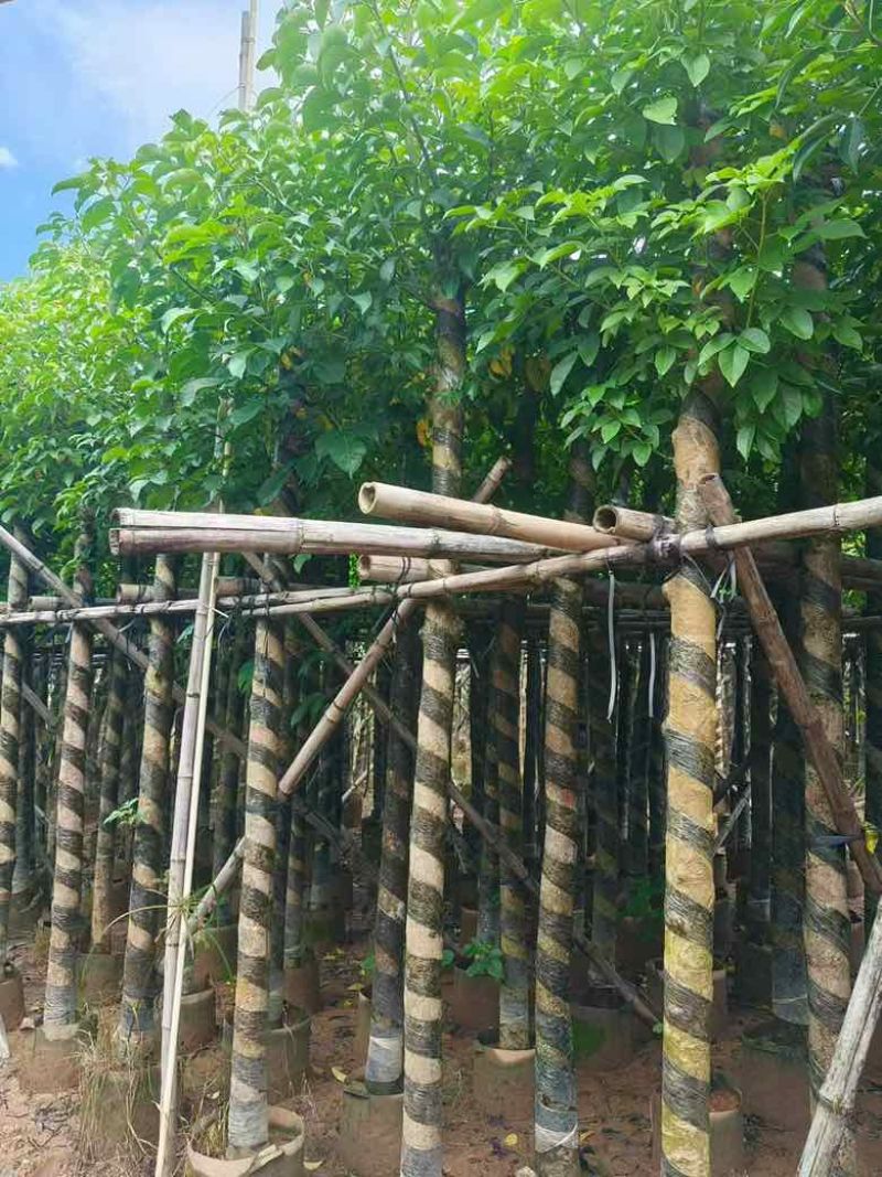秋枫3-15分，基地直销，一手货源，各种规格，大量低价出售