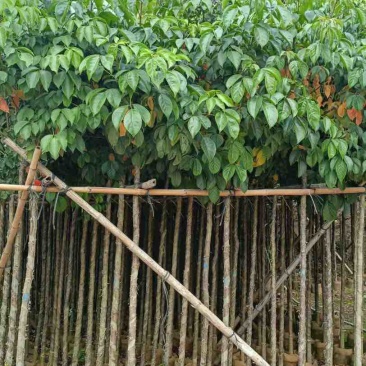秋枫3-15分，基地直销，一手货源，各种规格，大量低价出售