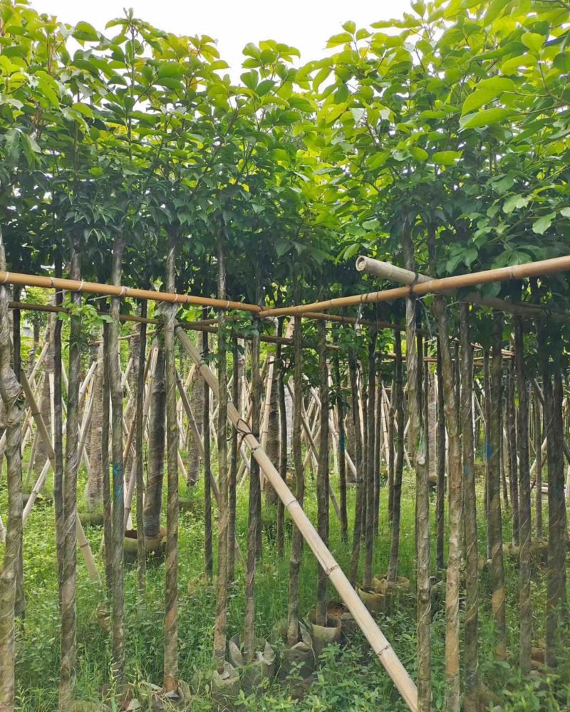 秋枫3-15分，基地直销，一手货源，各种规格，大量低价出售