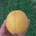 四川锦春黄桃