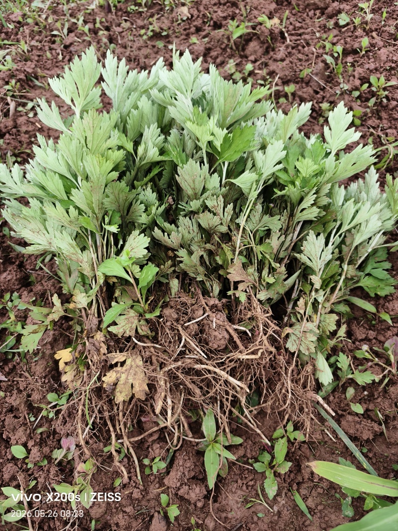 艾草苗