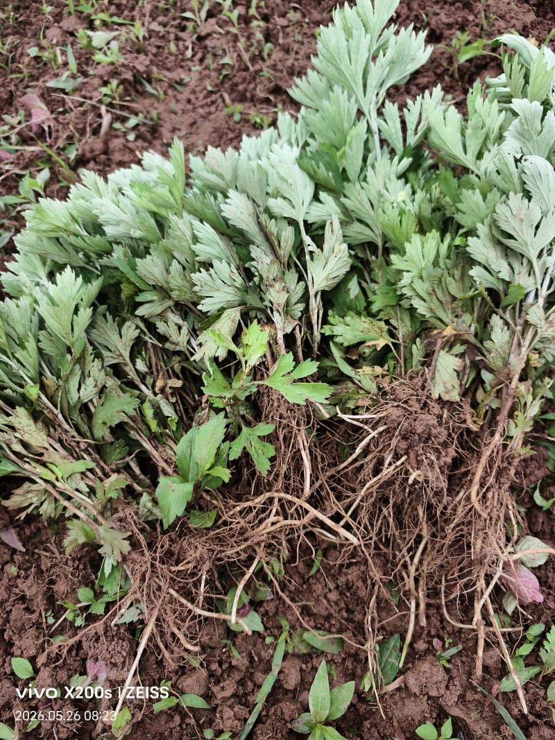 艾草苗