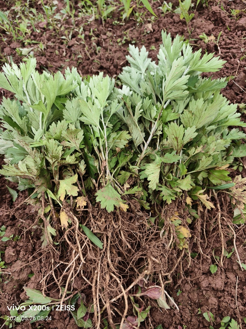 艾草苗