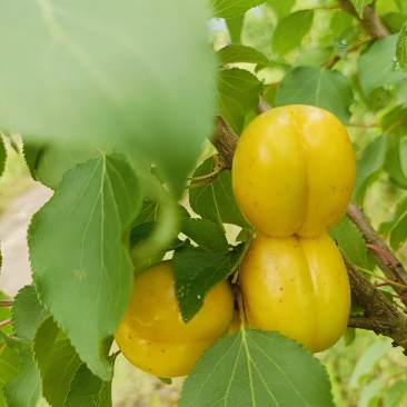 珍珠油杏