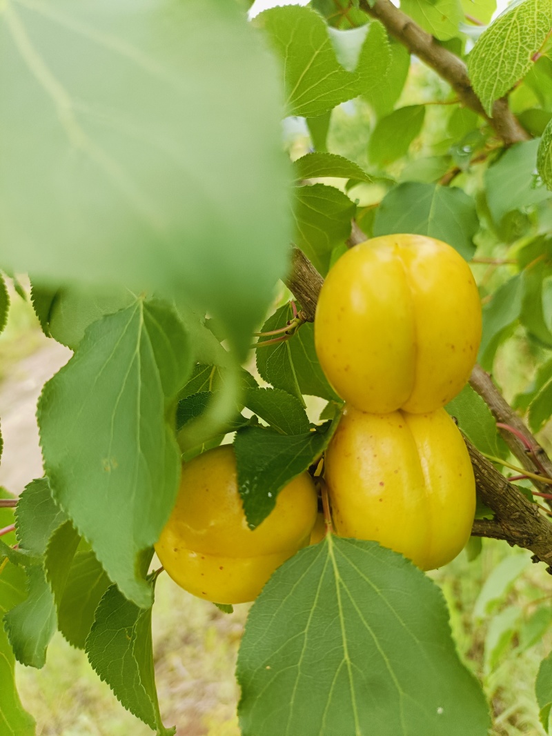 珍珠油杏