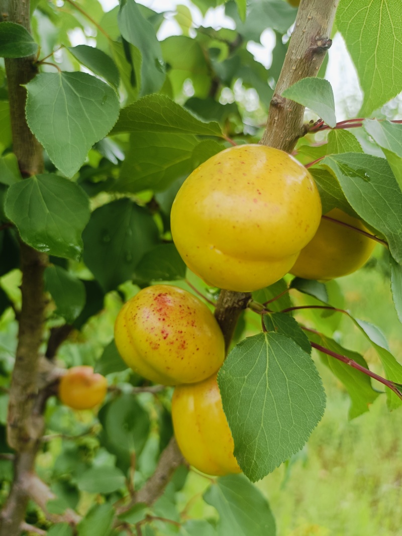珍珠油杏