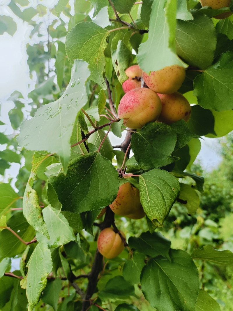 珍珠油杏