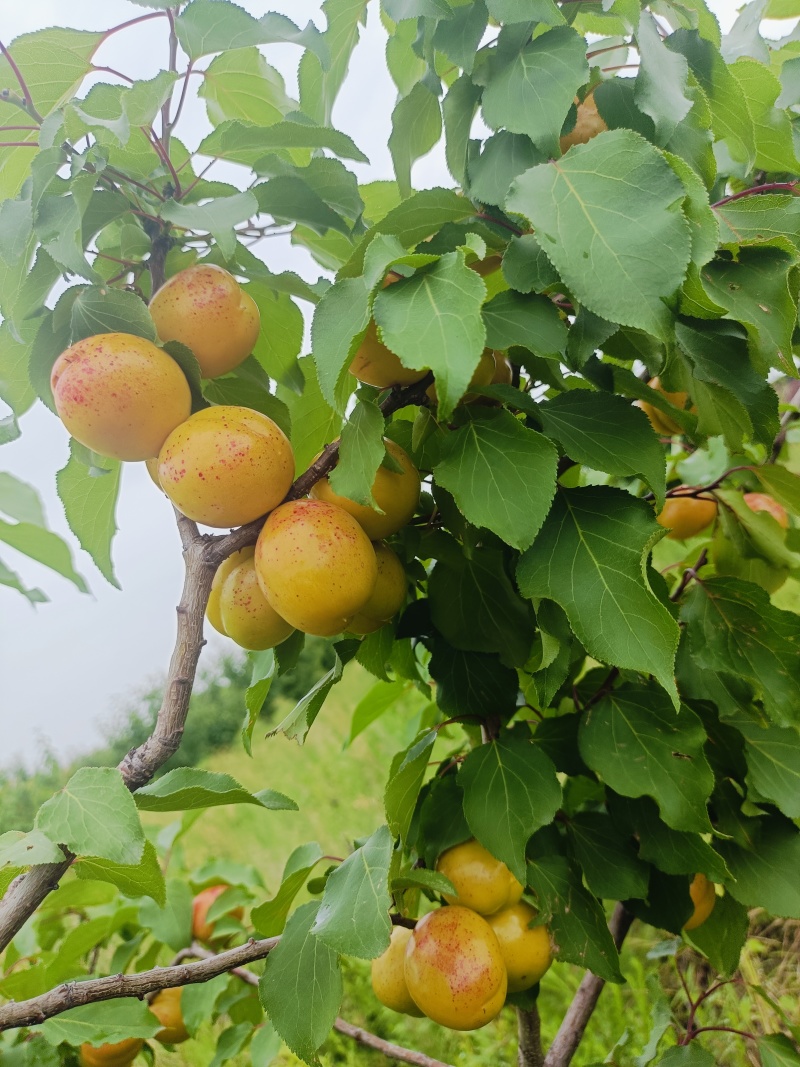 珍珠油杏