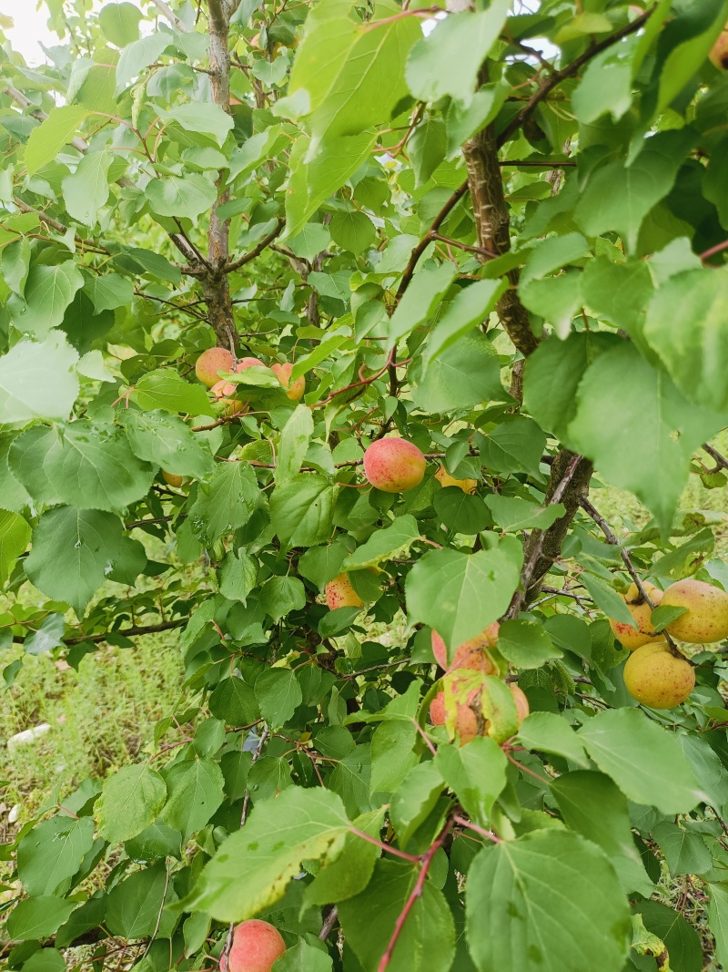 珍珠油杏