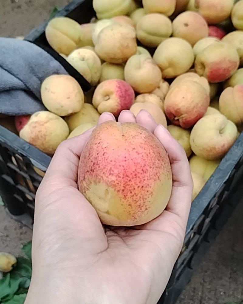 费县本地甜杏