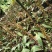毛慈菇果荚
