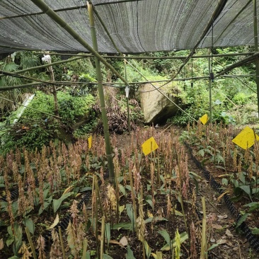 毛慈菇果荚
