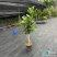 孟加拉榕1.6-1.7米，广州荔湾基地***********