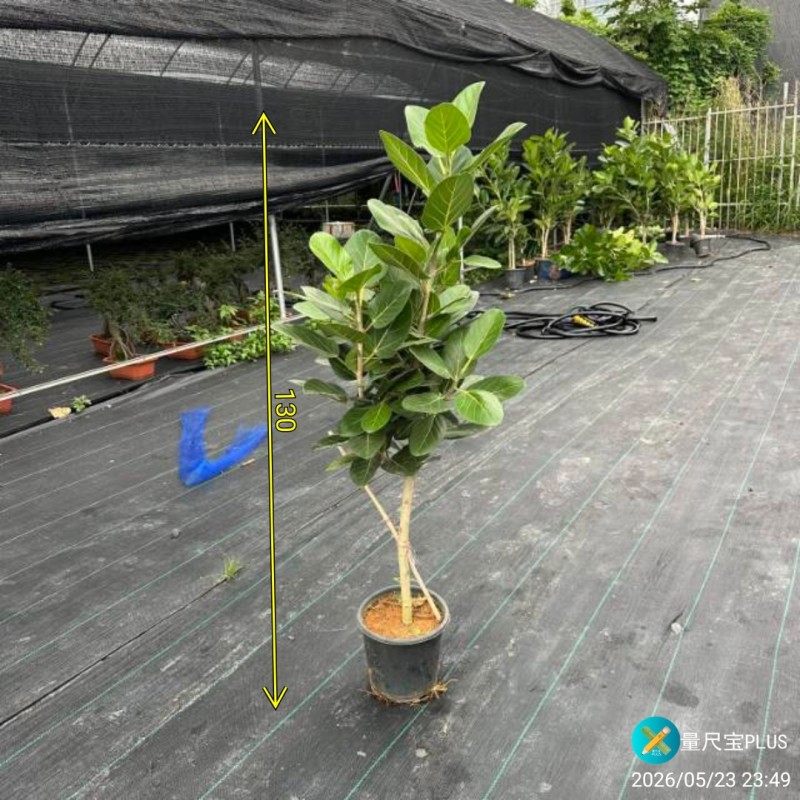 孟加拉榕1.6-1.7米，广州荔湾基地***********